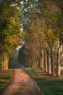 Roadway and fences on horse farm at sunrise, Oldham County, Kentucky Art Print